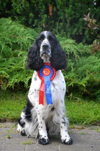 Bitten med rallyrosetten