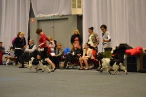 Bodil Holm med Mi-Mio Follow the Wings (Livia) , Bitten og meg