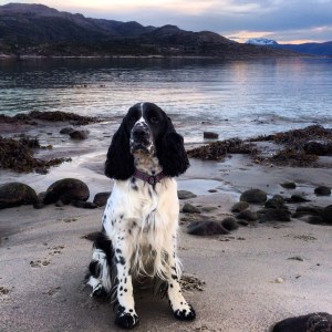 bilde bitten skjærva