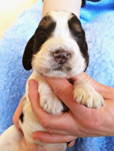 Engsoleias_Aidan_2 uker