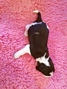 Engsoleias_Alexa_2 uker