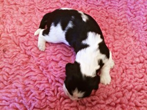 Engsoleias_Alina_2 uker