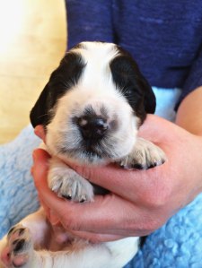 Engsoleias_Aro_2 uker