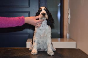 Aleah hodebilde 8,5 u