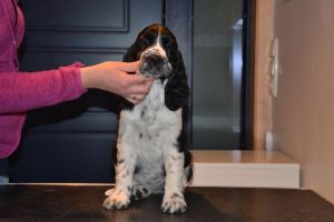 Alexa hodebilde 8,5 u