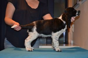 Alexa ståbilde 8,5 u