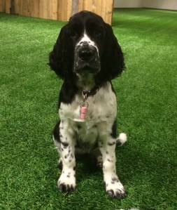 Alexa i treningshallen