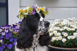 N SE VCH Desperados Bitten