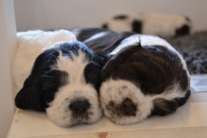 Foto: Tommy Bratteng