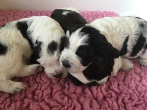 Puppies from our B-litter
