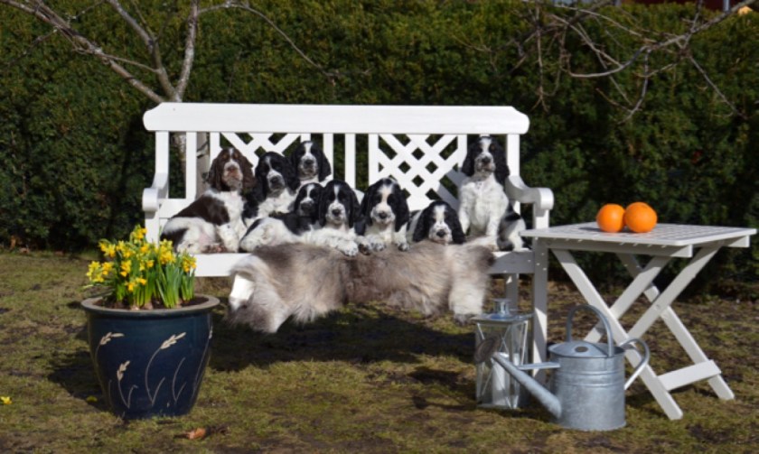 Foto Tommy Bratteng_4