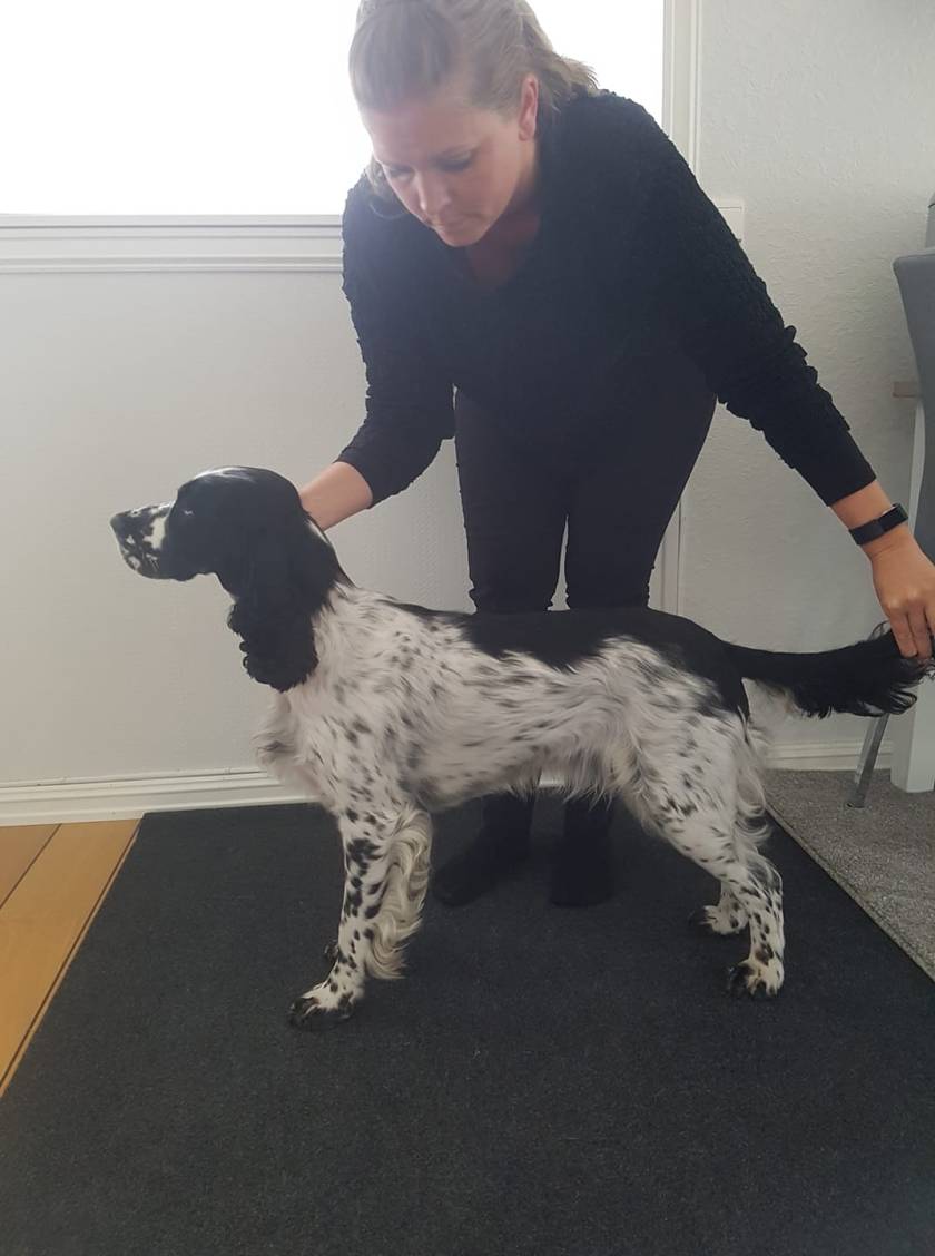 Engsoleias Caleah (Lira) 18 mnd gammel